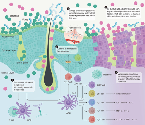 Figure 1 Crosstalk between the skin and the microbiome under conditions of pathogenic bacteria.