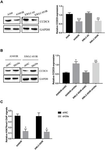 Figure 3 CCDC8 is a downstream target of G9a. (A) Expression of CCDC8 in A549/IR cell, XWLC-05/IR cell, A549 cell and XWLC-05 cell was determined by Western blot assay. Protein quantitative analysis was achieved by Image J. **p < 0.01, ***p < 0.001. (B) Protein expression of CCDC8 in shG9a transfected A549/IR cell and XWLC-05/IR cell was determined by Western blot assay. Protein quantitative analysis was achieved by Image J. *p < 0.05, **p < 0.01. (C) Enrichment of H3K9me3 on CCDC8 promoter was determined buy ChIP assay. *p < 0.05. Dates were presented as mean ± SD, the P value was determined by two-tailed t-test and one-way ANOVA.