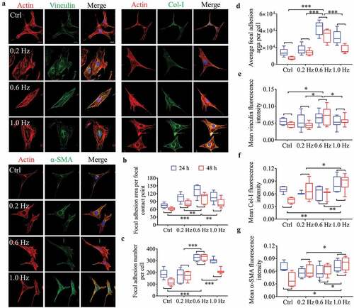 Figure 2. Fluorescence analysis of adhesion and differentiation of NIH-3T3 cells incubated on plane substrates. (a) Images of cell morphology at 24 h under high magnification. Left, Green showing vinculin, Col-I or α-SMA fluorescence. Right, the merged images overlapping of three colors: red (actin), green (vinculin, Col-I or α-SMA) and blue (nucleus). Scale bars = 20 μm. (b) Focal adhesion area per focal contact point. (c) Focal adhesion number per cell. (d) Mean focal adhesion area per cell. (e) Mean vinculin fluorescence intensity. (f) Mean Col-I fluorescence intensity. (g) Mean α-SMA fluorescence intensity. Statistical analyses: two-way classification ANOVA with Bonferroni’s (b-g) post hoc test (n ≥ 5, cell counts>20). Mean ± SD (b-g). n.s., no statistical significance; *, P < 0.05; **, P < 0.01; ***, P < 0.001