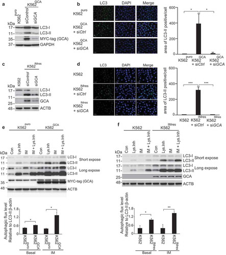 Figure 4. GCA activated autophagy to induce imatinib resistance. (a) K562GCA cells were transfected with control and GCA siRNAs and subjected to immunoblotting for LC3-I, LC3-II, MYC-tag and ACTB along with K562puro. (b) The same cells were immunostained for LC3 to visualize autophagosomes (green) and stained with DAPI for nuclei (blue). Scale bar, 10 μm. The area of LC3 is quantified by ImageJ software. The graph showed the average of three independent experiments with error bar (S.D.). Student’s t-test, *p < 0.05, ***p < 0.001 (c-d) K562 and K562IMres cells were subjected to the same experiment in Figure 4a–b. (e) The autophagic flux quantification of K562puro and K562GCA cells. The cells were treated with imatinib (0.5 µM) for 3 h with/without lysosomal inhibitors (NH4Cl & E-64-d). Representative western blots (left panel) and the graph show the average of three independent experiments (right panel). The error bars indicate the S.D. Student’s t-test, *p < 0.05, **p < 0.01. (f) K562 and K562IMres cells were subjected to the same experiment for the autophagy flux quantification in Figure 4e.