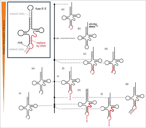 Figure 5. Relative methylation efficiency of 2-component hybrid-chimeric tRNAsAsp compared to the all-ribo tRNAAsp (entry 4c/5b in Table 1) which is set to 100 on the black scale bar in the middle. Deviations from the native tRNAAsp sequence are presented in capital letters, DNA is highlighted in red.