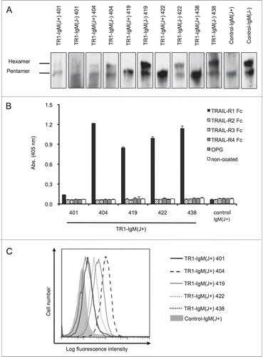 Figure 1. Construction and evaluation of the TR1-IgMs. (A) Western blot analysis of the recombinant purified TR1-IgMs. Ten nanograms of each of the biotinylated-TR1-IgM(+/−)s (TR1-IgM(J+/−)-401, 404, 419, 422, and 438) and control-IgM(+/−) was immunoblotted with horseradish peroxidase-conjugated streptavidin. (B) Reactivity of the TR1-IgM(J+)s with the recombinant human TRAIL-R family. The binding of the TR1-IgM(J+)s to human TRAIL-R1-Fc, TRAIL-R2-Fc, TRAIL-R3-Fc, TRAIL-R4-Fc, or OPG was examined by ELISA. Control-IgM(J+) was used as a control. The data are shown as the mean ± SD of triplicate cultures. (C) The binding of the TR1-IgM(J+)s to the Colo205 cell line was analyzed by flow cytometry. The cells were stained with 5 μg/mL of biotinylated-TR1-IgM(J+)s and control-IgM(J+) as indicated, followed by R-PE-conjugated streptavidin, and analyzed with flow cytometry. X-axis, fluorescence intensity of PE; Y-axis, relative cell number. Representative data of three independent experiments in which similar results were obtained are shown.