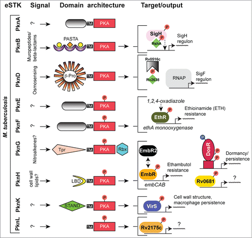 Figure 6. Overview of eSTK control of transcription in M. tuberculosis. Schematic diagram showing the signaling pathways involved in eSTK control of M. tuberculosis regulatory factors mentioned in this text. Phosphorylation is denoted by the circle with a “P.” Red circles indicate serine or threonine phosphorylation and blue aspartate phosphorylation. Virulence and other traits that the regulators control is described, as are regulated operons (if known). LBD, lipid-binding domain; β-Pro, β-propeller domain; TM, transmembrane region. Other abbreviations are also described in the text.