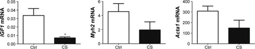 Figure 3 Reduced mRNA levels of Igf1, Acta1, and Myh2 mRNA in CS-exposed mice.