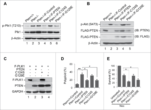 Figure 4. PTEN reduces PLK1 phosphorylation, PLK1 stability and polyploidy in a phosphatase-dependent manner. (A) Pten−/− MEFs were transfected with vectors encoding FLAG-tagged wild-type PTEN or the phosphatase-deficient PTEN mutants PTENC124S and PTENG129E, and subjected to immunoprecipitation with anti-Plk1 antibody followed by evaluation for phospho-PLK1 (Thr210). The expression of PLK1 and β-actin was then evaluated by re-blotting with corresponding antibodies. (B) Cell lysates identical to those in (A) prior to immunoprecipitation were processed for immunoblot analysis of phospho-Akt (Ser473). Endogenous and ectopic FLAG-PTEN expression was evaluated using anti-PTEN and anti-FLAG monoclonal antibodies respectively. Equal protein loading was demonstrated by re-probing the same blot with anti-β-actin antibody. (C) Pten null MEFs were co-transfected with FLAG-tagged PLK1 and different forms of PTEN (wild-type or phosphatase-deficient mutants) prior to analysis of FLAG-PLK1 expression. (D) Pten+/+ MEFs as well as Pten−/− MEFs containing wild-type PTEN, or one of the 2 phosphatase-deficient mutants (PTENC124S and PTENG129E) were cultured for 48 h followed by flow cytometric analyis of ploidy status and analyzed with the paired t-test for statistical significance. *, p < 0.05; **, p < 0.01. (E) Pten−/− MEFs containing wild-type PTEN, PTENC124S or PTENG129E were treated with 1.5 μM nocodazole for 24 h and subjected to survival analysis by trypan blue exclusion. *, p < 0.05.