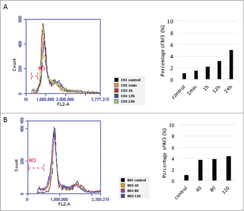 Figure 3. The cell cycle of treated SW480 cells by (A) 80 µg/ml KL15 with increasing time from 0 min to 24 h and (B) with increasing concentration from 40 to 120 µg/ml for 24 h are analyzed by flow cytometry using fluorescence dye PI. The sub G1 regions (marked by M3 bar) where DNA in the treated cells is significantly damaged are quantified by the bar chart shown on the right.