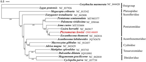 Figure 3. Phylogenetic relationships based on the 17 mitochondrial protein-coding gene sequences. Numbers on branches are Bootstrap support values (BS).