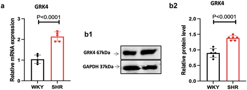 Figure 1. Renal GRK4 mRNA and protein expression in WKY and SHR rats. a, renal GRK4 mRNA expression in WKY and SHR rats. (P < 0.0001, compared with WKY; N = 5); b, renal GRK4 protein expression in WKY and SHR rats. (P < 0.0001, compared with WKY; N = 5); B1, protein levels of GRK4 were shown by Western blot. B1, statistical results for B1. Data are expressed as mean ± SE.
