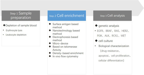 Figure 1 Graphic illustration of three major steps in a CTC assay. Step 1. Sample preparation: in order to isolate and detect CTCs at a high frequency, the blood sample should be pretreated to remove the erythrocytes and/or leukocytes as much as possible to provide a low interference background. Step 2. Cell enrichment: CTC can be detected by multiple methods, depending on the different theories, they are divided into seven groups: surface antigen based, physical property based, nanotechnology based, electrophoresis based, micro-devices, telomerase, Density-based and in vivo flow cytometry. Step3. Cell analysis: At present, the research on the biological characteristics and functional analysis of circulating tumor cells mainly involves two aspects: genome/transcriptome analysis and in vitro culture. We can be understood through genetic analysis to guide clinical treatment, and by vitro culture can further understand the biological characteristics of CTC.