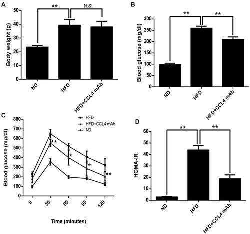 Figure 1 The effect of CCL4 inhibition on glucose homeostasis and systemic inflammation in HFD-induced DM mice. Body weights and blood sugar levels (n = 6; (A and B)). The oral glucose tolerance tests (OGTTs) and homeostasis model assessment of insulin resistance (HOMA-IR) were conducted after CCL4 antibody injections for 2 weeks (n = 6; (C and D)). ND represents normal diet mice; HFD represents HFD-induced DM mice. *P < 0.05, **P < 0.01.