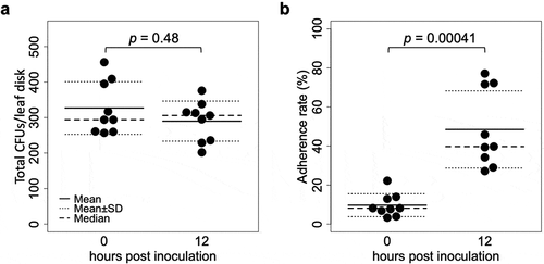 Figure 1. CFUs detected from tomato leaflets inoculated with a GFP-expressing strain Amgfp derived from Akanthomyces muscarius IMI 268317. (a) Total CFUs detected from leaf disk inoculated with a conidial suspension drop. (b) Proportion of CFUs detected from washed leaf disk.