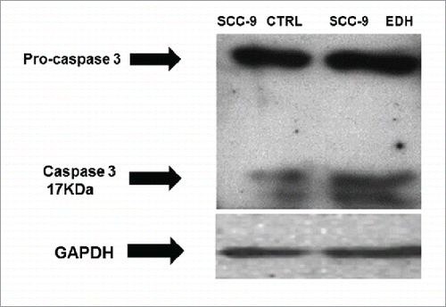 Figure 5. Expression of cleavage of Pro-caspase 3 and caspase in SCC-9 tongue carcinoma cells assessed by Western blot after 12 hours of treatment with hexane extract of Erythroxylum daphnites (EDH). The presence of caspase 3 band in SCC-9 cells EDH treated with EDH confirms an apoptotic effect. GAPDH expression was used as housekeeping control (Ctr). The figure represents one of 3 experiments.