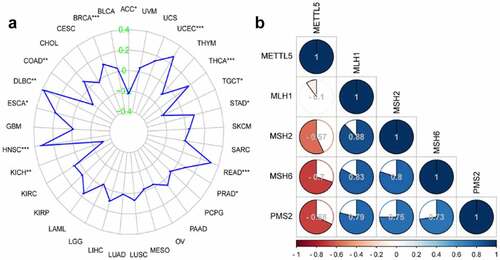 Figure 5. Bioinformatics analysis of METTL5 in MSI and MMR in UCECs by Pan-Cancer and correlation analyses. (a) Pan-Cancer analysis of MSI assay in different cancers. (b) Correlation assay for METTL5 with MLH1, MSH2, MSH6, and PMS2 in UCECs.