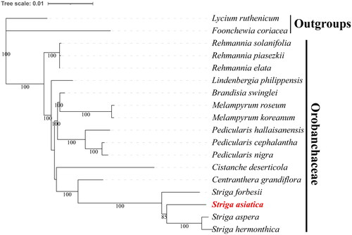 Figure 3. The Maximum likelihood (ML) phylogenetic tree is based on chloroplast genome of S. aisatica and other 17 species. The best-fit model is chosen as TVM + F + I + G4. Bootstrap values are based on 1000 replicates. The numbers on branches are bootstrap support values. Striga asiatica is highlighted in red and bold. The following sequences were used: Striga hermonthica MF780874.1 (Frailey et al. Citation2018), Striga forbesii MF780873.1 (Frailey et al. Citation2018), Striga aspera MF780872.1 (Frailey et al. Citation2018), Striga asiatica ON652844.1 (this study), Rehmannia elata KX636161.1 (Zeng et al. Citation2017), Rehmannia piasezkii KX636160.1 (Zeng et al. Citation2017), Rehmannia solanifolia KX636159.1 (Zeng et al. Citation2017), Pedicularis cephalantha OL606628.1 (Wang et al. Citation2022), Pedicularis nigra OL544940 (Wang et al. Citation2022), Pedicularis hallaisanensis MG770330 (Cho et al. Citation2018), Melampyrum koreanum MW463054 (Jin et al. Citation2021), Melampyrum roseum MN075942 (Yong-Chao et al. Citation2019), Lindenbergia philippensis HG530133.1 (Wicke et al. Citation2013), Brandisia swinglei MK381315.1 (Xia et al. Citation2019), Centranthera grandiflora MW262988 (Zheng and Li Citation2021), Cistanche deserticola KC128846.1 (Li et al. Citation2013), Lycium ruthenicum MK994503.1 (Wang et al. Citation2019), Foonchewia coriacea MT942688 (Zhang et al. Citation2021).