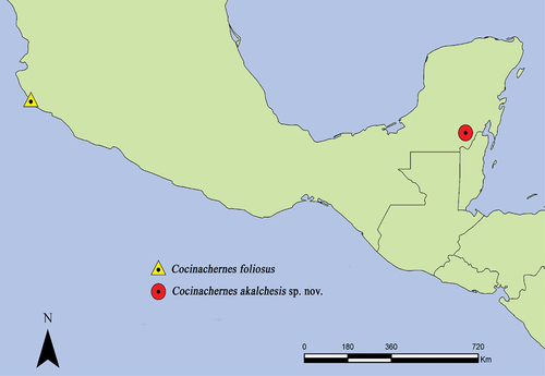 Figure 19. Map showing known records of described species of the genus. Scale = 0.12 mm.