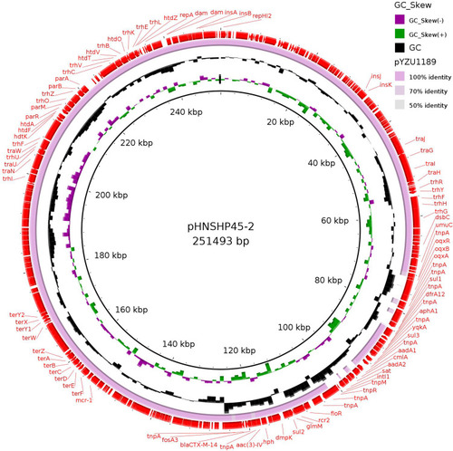 Figure 1 Sequence alignment of pYZU1189 and pHNSHP45-2 (GenBank no. KU341381). The pHNSHP45-2 was used as a reference to compare with mcr-1-bearing plasmid which possess the IncHI2 replicon in this study. Red arrows represent the plasmid pHNSHP45-2.