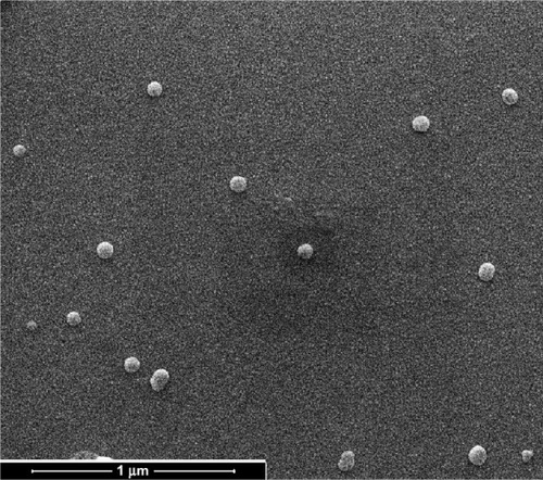 Figure 5 Scanning electron microscopy image of poly(lactide)-D-α-tocopheryl polyethylene glycol 1,000 succinate nanoparticles.