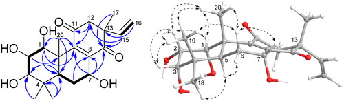 Figure 2. 1H-1H COSY (bold lines), HMBC (blue arrows), and NOESY (dash line arrows) correlations of compound 1.