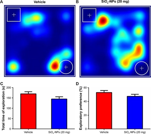 Figure 8 SiO2-NP exposure in the neonatal period did not impair the short-term memory in adult mice.Notes: (A and B) Representative heat maps of the resting times of mice with SiO2-NP exposure and control mice are presented. The cylindrical object is new, and the cuboid object is familiar. (C) There were no differences in the total time of exploration between the two groups. (D) SiO2-NP exposure did not affect the exploration preference. The data are presented as the mean ± SEM (n=11 for vehicle, n=9 for the SiO2-NP-treated group).Abbreviations: SiO2-NPs, silica nanoparticles; SEM, standard error of the mean.