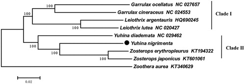 Figure 1. Neighbour-joining (NJ) tree constructed based on the mitogenome sequences of six Timaliidae, two Zosteropidae, and Zoothera aurea was used as the outgroup. Numbers on branches represent bootstrap value (10,000 replicates). Black point represented a sequence of this study.