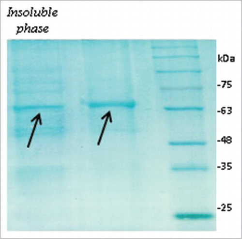 Figure 3. Expression of TAT-BoNT/A recombinant protein under native condition. Protein expression was induced in bacterial cells containing recombinant plasmid with 5 mM IPTG. After culture incubation at 18°C, about 60% of recombinant protein was produced in soluble form. Soluble phase: Supernatant containing soluble proteins; Insoluble phase: Pellets of cells lysed with 8M urea containing insoluble proteins. M: Protein size markers; U: Cell lysate before induction of the expression; Protein bands (54kDa) shown with arrows. 12% SDS-PAGE stained with coomassie brilliant blue G250.