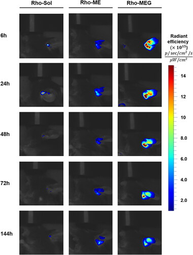 Figure 6. In vivo fluorescence images of mice after intratympanic administration of Rho-Sol, Rho-ME, and Rho-MEG.