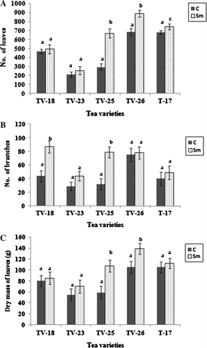 Figure 2.  Effect of S. marcescens on the growth of tea varieties in the field six months after application, measured in terms of increase in number of leaves (A), number of branches (B) and dry mass of leaves (C). Different letters above bars indicate significant difference in t-test at p=0.01 between control and treated in each variety.