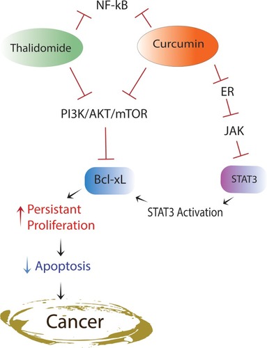 Figure 1 Schematic mechanisms of CUR/THAL on STAT3 and BCL-XL and contributing to carcinogenesis.