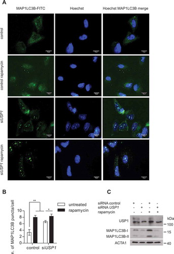 Figure 9. Noncanonical autophagy is hyperactive in USP1-depleted cells. (a-c) U2OS cells were silenced and treated as in Figure 8(a), then fixed and permeabilized in ice-cold methanol for 5 min. Fixed cells were analyzed by immunofluorescence using anti-MAP1LC3B antibodies. (a) Representative images. Scale bar: 10 μm. (b) The graph reports the means ± SD of the number of MAP1LC3B puncta per cell. At least 50 cells per group per experiment were counted, n = 3 independent experiments. (c) Control western blot.