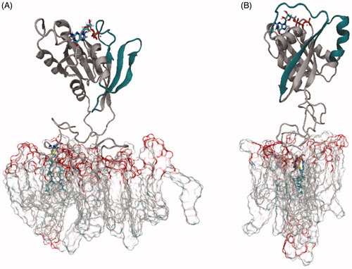 Figure 2. Starting configurations of membrane-bound Rab5(GDP) (A) and Rab5(GTP) (B). The switch I and switch II regions are coloured in dark petrol.