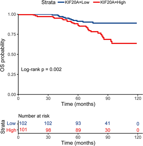 Figure 6 The Kaplan-Meier curve depicting the OS of patients, stratified by KIF20A expression levels (P = 0.002, log rank test).