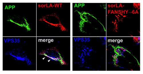 Figure 1. SorLA-WT expression, but not sorLA-FANSHY→6A, mediates co-localization between retromer and APP. SH-SY5Y cells transfected with either sorLA-WT (left panel) or sorLA-FANSHY→6A (right panel) were stained with an antibody against the extracellular domain of sorLA (in red), or the endogenously expressed proteins APP (in green) and Vps35 (in blue). Co-localization of the trimeric complex between APP, Vps35 and sorLA-WT is indicated by white arrow heads.