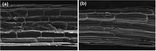 Figure 11. SEM micrographs of (a) untreated, (b) alkali-treated sisal fiber by Z. Zhang et al. (Citation2020) permission Elsevier.