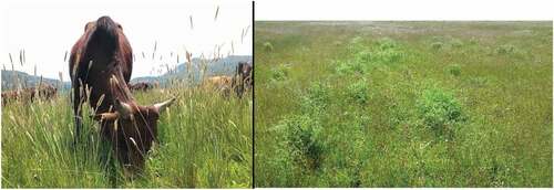 Figure 5. Farmers’ practice (left side) and pasture land with sativa over sown (right side).