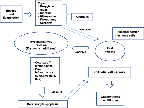 Figure 3 Mechanisms of ingredients in vape e-liquids related to the development of oral erythema multiforme.