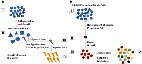 Figure 3. (a) Pediatric Brain Tumour Development. (I) Pluripotent Brain Cells. (II) Differentiation of cells to many specific types of brain cells, (III) One differentiated cells becomes a cancer progenitor cell, and (IV) Rapid growth of this cancer progenitor cell becomes a full-fledged tumour. (b) Adult Brain Tumour Development. (I) Normal differentiated adult cells. (II) One of the differentiated cells become cancer progenitor cells, (III) Rapid growth forming a group of cancer cells, and (IV) Brain tumour including heterogenous call population formed. EMT-epithelial mesenchymal transition, MET-mesenchymal epithelial transition.