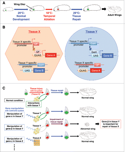 Figure 1. Dual system for studying systemic damage responses during tissue regeneration (A) Schematic view of temporal ablation with DtAts. DtAts induces cell death at low temperatures (18°C) and is inactivated at high temperatures (29°C). Thus, by shifting temperatures, a temporal ablation can be induced. With wing disc specific DtAts expression, local tissue injury and subsequent tissue repair can be observed in wing discs. The extent of wing regeneration can be estimated by observing the adult wing phenotype. DtAts: temperature-sensitive form of the diphtheria toxin A domain. (B) Independent tissue-specific gene manipulation by the combination of binary systems. Combination of Gal4/UAS, LexA, or Q system makes it possible to manipulate gene expression in independent tissues. For instance, tissue X specific gene promoter can induce the expression of QF only in tissue X and QF subsequently binds to QUAS, which results in the expression of gene A with no induction of other extrinsic binary system like Gal4/UAS system. Similarly, tissue Y specific gene promoter regulates the expression of gene B through the tissue specific expression of Gal4 and following binding to UAS. (C) Identifying genes required for systemic damage response. Combining a Gal4-based genetic manipulation and a Q-based DtAts ablation, the systemic factors required for disc repair can be investigated in uninjured and remote tissues. Manipulation of different genes in different tissues can be performed by changing the combination of Gal4 drivers or UAS lines. Together with a UAS-RNAi library, this dual system makes it possible to perform genetic screening for studying the tissue interactions involved in tissue repair.