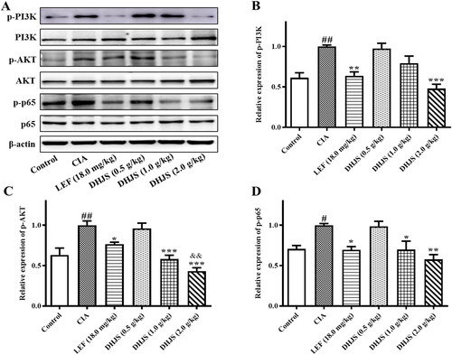 Figure 9. Effects of DHJS on the expression of PI3K/AKT/NF‐κB signalling pathway in spleen of CIA rats. (A) Western blot analysis of p-PI3K, PI3K, p-AKT, AKT, p-p65, p65 and β-actin protein expression in spleen. (B) Quantitative analysis of p-PI3K/β-actin. (C) Quantitative analysis of p-AKT/β-actin. (D) Quantitative analysis of p-p65/β-actin. Data were presented as means ± SE, #p < 0.05 and ##p < 0.01, vs. Control group; *p < 0.05 and **p < 0.01 vs. CIA group.