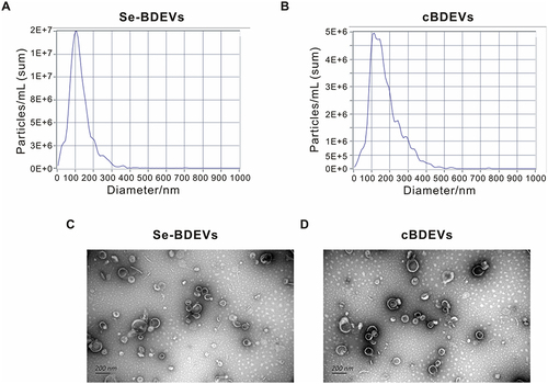 Figure 2 Characterization of extracellular vesicles derived from Se-riched broccoli (Se-BDEVs) and conventional broccoli (cBDEVs). (A and B) Extracellular vesicle size distribution and concentrations of Se-BDEVs and cBDEVs quantified by NTA. (C and D) Representative TEM images of Se-BDEVs and cBDEVs. Scale bar = 200 nm.