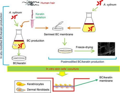 Figure 5 Schematic presentation of the synthesis of keratin-incorporated bacterial cellulose. Data from Keskin Z et al.Citation39Abbreviations: A. xylinum, Acetobacter xylinum; BC, bacterial cellulose.