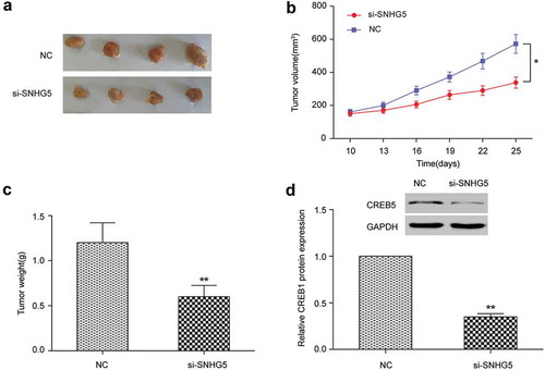 Figure 8. In vivo experiments verified the effect of lncRNA SNHG5 on colorectal cancer. (a) Subcutaneous tumors were removed from nude mice. (b) Changes in the volume of subcutaneous tumors of nude mice. (c) Changes in the weight of tumors extracted from nude mice. (d) Western blot detected CREB5 expression in the tumor tissues. * P＜0.05, ** P＜0.01, compared with NC group.