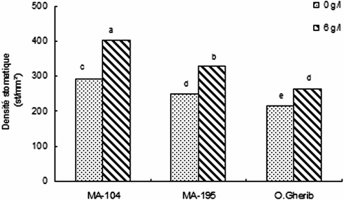 Fig. 2 Effect of NaCl on the stomatal density of white poplar clones (MA-104, MA-195 and O. Gherib). The data are means values of forty-eight measurements. Fig. 2. Effet de NaCl sur la densité des stomates des clones de peuplier blanc (MA-104, MA-195 et O.Gherib). Les valeurs représentent les moyennes de quarante-huit mesures individuelles.