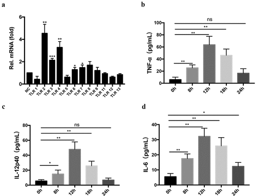 Figure 1. T. evansi activated TLRs and induced inflammatory cytokines secretion in BMDMs. (a) 3 × 106 WT mouse BMDMs incubated with 3 × 106 T. evansi or medium alone, respectively. The relative mRNA levels of TLRs in total RNAs were analyzed by RT-qPCR. (b-d) WT mouse BMDMs were incubated with T. evansi, cytokines secretion in the supernatants were detected using ELISA assay. The data are presented as the mean ± SEM from at least three independent experiments. ns, not significant; *, P < 0.05; **, P < 0.01; ***, P < 0.001 VS the negative control group