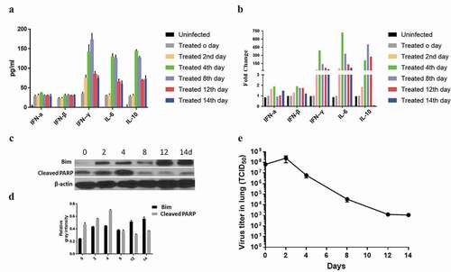 Figure 6. The secretion of cytokines and the apoptosis-related proteins increased after administration of the antibody combination.