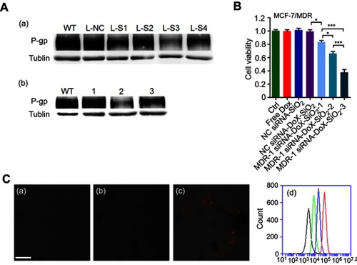 Figure 3 The cytotoxicity of MDR-1 siRNA-Dox-SiO2 nanoparticles against MCF-7/MDR cells. (A) (a) P-gp expression determined through Western blot in treatment of various MDR-1 siRNAs transfected by LipofectamianeTM2000 in MCF-7/MDR cells. WT, without treatment; L-NC, LipofectamianeTM2000-NC siRNA; L-S1, LipofectamianeTM2000-MDR-1 siRNA-1; L-S2, LipofectamianeTM 2000-MDR-1 siRNA-2; L-S3, LipofectamianeTM2000-MDR-1 siRNA-3; L-S4, LipofectamianeTM2000-MDR-1 siRNA-4. (b) P-gp expression measured by Western blot in treatment of various silica-based siRNA formulations in MCF-7/MDR cells. WT, without treatment; 1, NC siRNA-Dox-SiO2; 2, MDR-1 siRNA-Dox-SiO2; 3, MDR-1 siRNA-SiO2. (B) Cytotoxicity of MDR-1 siRNA-Dox-SiO2 (MDR siRNA refer to MDR siRNA-3) containing different Dox concentrations determined by CCK-8 assay in MCF-7/MDR cells. MDR-1 siRNA-Dox-SiO2-1, Dox concentration at 500 ng/mL; MDR-1 siRNA-Dox-SiO2-2, Dox concentration at 1000 ng/mL; MDR-1 siRNA-Dox-SiO2-3, Dox concentration at 2000 ng/mL. Free Dox group with concentration of 2000 ng/mL. All of groups contained the same siRNA value. *p<0.01; **p<0.001;***p<0.0001, n=5. (C) The cellular Dox retention observed by CLSM (confocal laser scanning microscopy) 60 hrs after treating with Dox (a), NC siRNA-Dox-SiO2 (b) and MDR-1 siRNA-Dox-SiO2 (c). (d) The cellular Dox retention determined by FCM (flow cytometry) 60 hrs after treating with Dox (green line), NC siRNA-Dox-SiO2 (blue line) and MDR-1 siRNA-Dox-SiO2 (red line); the black line denoted as the control group (without any nanocarrier and Dox). Bar=50 μm.Abbreviations: NC siRNA, negative small interfering RNA; Dox, doxorubicin; SiO2, silica.