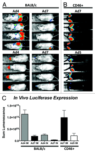 Figure 1. In vivo transduction of Ad4 and Ad7 vectors. Ad4 and Ad7 viruses expressing a GFPLuc fusion gene were used to immunize mice by intramuscular and intranasal routes and imaged for luciferase activity 24 h later. In vivo transduction and luciferase expression in BALB/c mice is shown (A). Intramuscular transduction of Ad7 was restored in CD46+ transgenic mice and compared with a standard replication-defective Ad5 vector expressing the same transgene (B). The sum lumenescence was determined using the lumazone analysis software and levels were compared using a 2-tailed T-Test (C). Error bars indicate standard error.