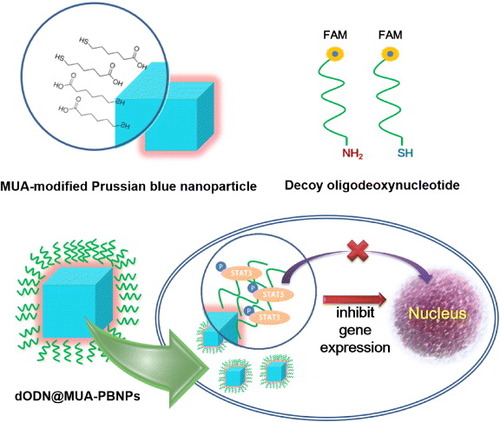 Figure 1. Illustration summarizing the concepts of the MUA modification of cubic PBNPs, the dODN drugs end-labeled with a FAM reporter and a linker, and the final configuration of the DNA nano drug (dODN@MUA–PBNPs) and its potential cancer cell-killing effect.