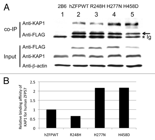 Figure 4. Wild-type and mutant human ZFP57 proteins bound to mouse KAP1 in mouse ES cells. (A) Co-immunoprecipitation (co-IP) was performed for endogenous mouse KAP1 and constitutively expressed exogenous human wild-type or one of the mutant ZFP57 proteins in mouse ES cells. ES cells were lysed in RIPA buffer for co-IP. Mouse monoclonal anti-FLAG M2 affinity gel (Sigma catalog #A2220) was used for immunoprecipitation (IP) to pull down other proteins associated with constitutively expressed exogenous wild-type or mutant human ZFP57 proteins in mouse ES cells. The immunoprecipitate was subjected to western blot (WB) analysis with affinity-purified rabbit polyclonal antibodies against mouse KAP1.Citation20 The immunoprecipitate was also probed with mouse anti-FLAG monoclonal antibody (Sigma catalog #F1804). An asterisk indicates the position of immunoglobulin (Ig). An arrow marks the position of the wild-type or mutant human ZFP57 proteins with the 3XFLAG tag. The input samples were probed with these two antibodies as well as the mouse monoclonal anti-β-actin antibody (Sigma catalog #A1978). Lane 1, a Zfp57-null ES clone 2B6.Citation8,Citation11 Lane 2, an ES clone expressing wild-type human ZFP57 (hZFPWT). Lane 3, an ES clone expressing R248H mutant human ZFP57–3XFLAG protein. Lane 4, an ES clone expressing H277N mutant human ZFP57–3XFLAG protein. Lane 5, an ES clone expressing H458D mutant human ZFP57–3XFLAG protein. (B) Wild-type and mutant human ZFP57 proteins exhibited similar binding affinities for KAP1 in mouse ES cells. The intensities of each band in the western blot were measured by Image J. Relative binding affinities were calculated based on the ratios of the band intensity of anti-KAP1 over the band intensity of anti-FLAG for each ES sample in the co-IP western blot in A, with the binding affinity of the wild-type human ZFP57 for mouse KAP1 set at 1. We reason that mouse KAP1 is much more abundant than human ZFP57 in mouse ES cells and KAP1 was not a limiting factor in the co-IP assay. Thus, we did not take the concentration of KAP1 in various ES clones into account in estimating the relative binding affinities between mouse KAP1 and human ZFP57 proteins.