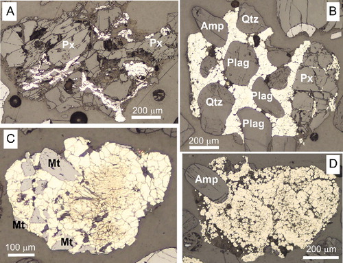 Figure 8 Incident light photomicrographs of textures of authigenic pyrite (white mineral) in an epoxy grain mount of Ourawera Stream sediment from below the limit of oxidation. A, Complexly shaped pyroxene clast (Px) has been partially pervaded by pyrite; B, pyrite has cemented clasts of quartz (Qtz), plagioclase (Plag) and amphibole (Amp), and penetrated along fractures in a pyroxene clast (right); C, massive pyrite has inclusions of numerous small magnetite (Mt) clasts; D, polyphase pyrite cement partially includes an amphibole clast.