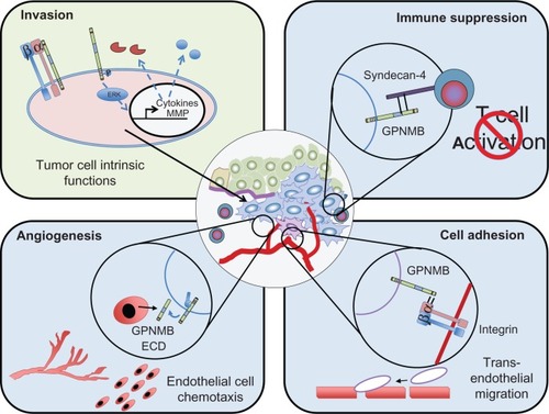 Figure 2 Potential mechanisms through which GPNMB promotes malignant cellular phenotypes within cancer cells.